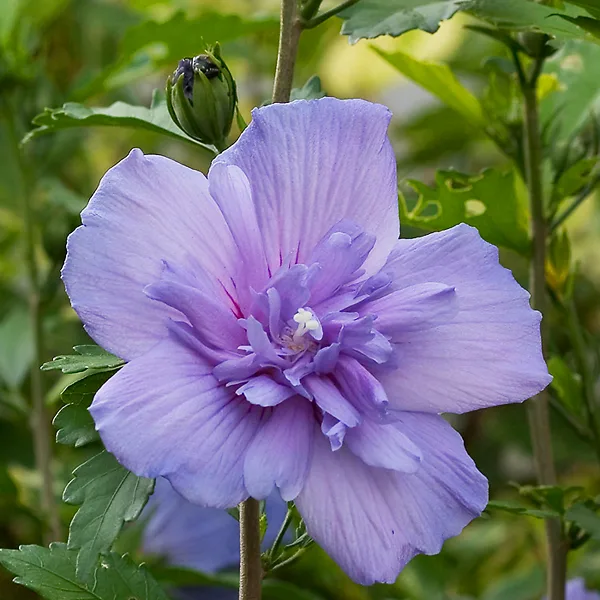 Blue Chiffon® Hibiscus - Image 2