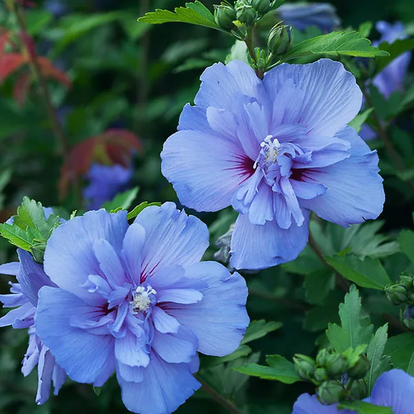 Blue Chiffon® Hibiscus - Image 3