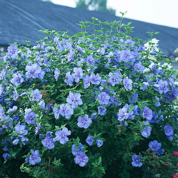 Blue Chiffon® Hibiscus - Image 4