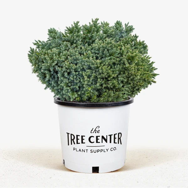 Blue Star Juniper Shrub - Image 2