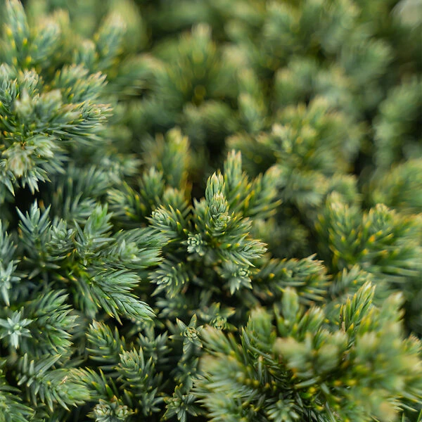 Blue Star Juniper Shrub - Image 5