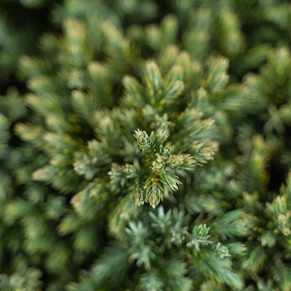 Blue Star Juniper Shrub - Image 3