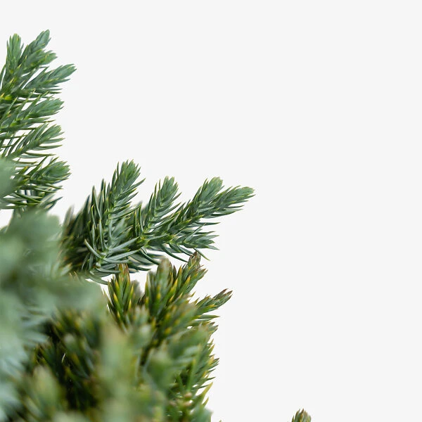 Blue Star Juniper Shrub