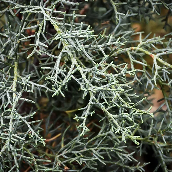 Blue Steel™ Arizona Cypress