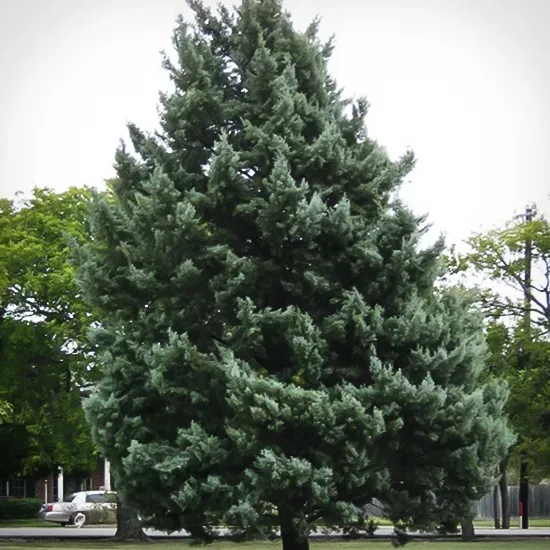 Blue Steel™ Arizona Cypress - Image 3