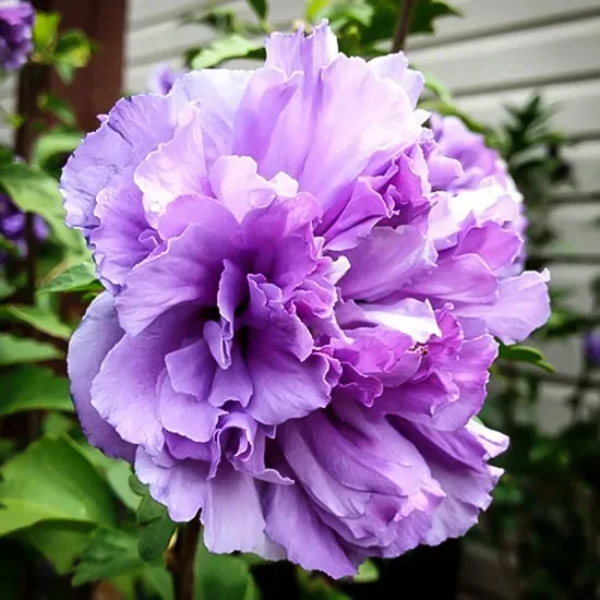 Blueberry Smoothie™ Hardy Hibiscus - Image 2