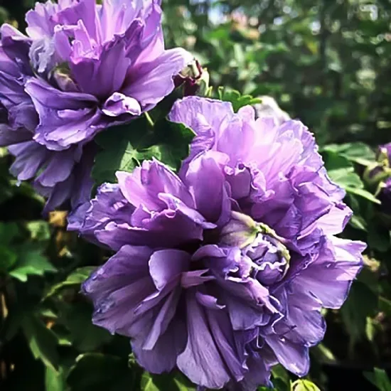 Blueberry Smoothie™ Hardy Hibiscus - Image 3