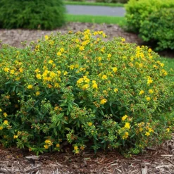 Blues Festival® St. Johnswort