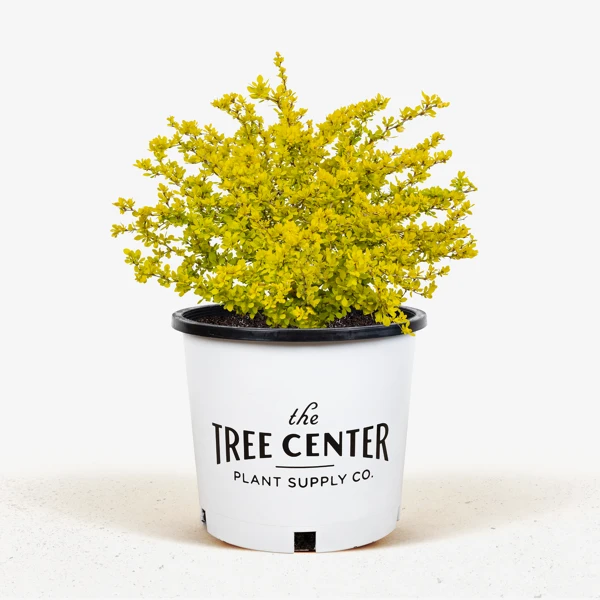 Bonanza Gold Barberry - Image 5