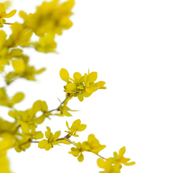 Bonanza Gold Barberry - Image 2