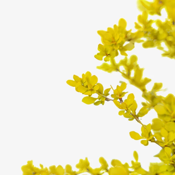 Bonanza Gold Barberry - Image 3