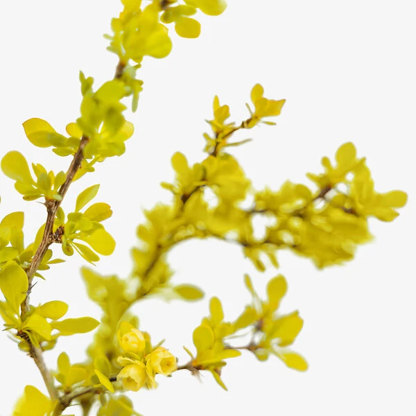 Bonanza Gold Barberry - Image 4