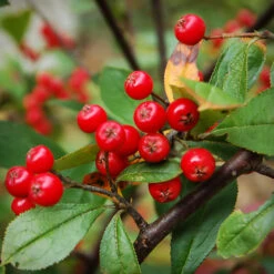 Brilliant Red Chokeberry