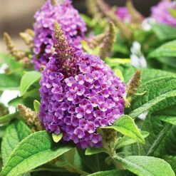 Buddleia Dapper Lavender Butterfly Bush