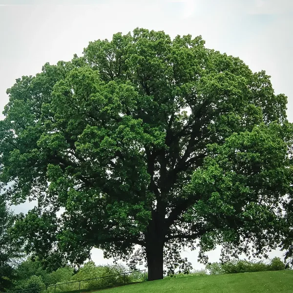 Bur Oak Tree - Image 2
