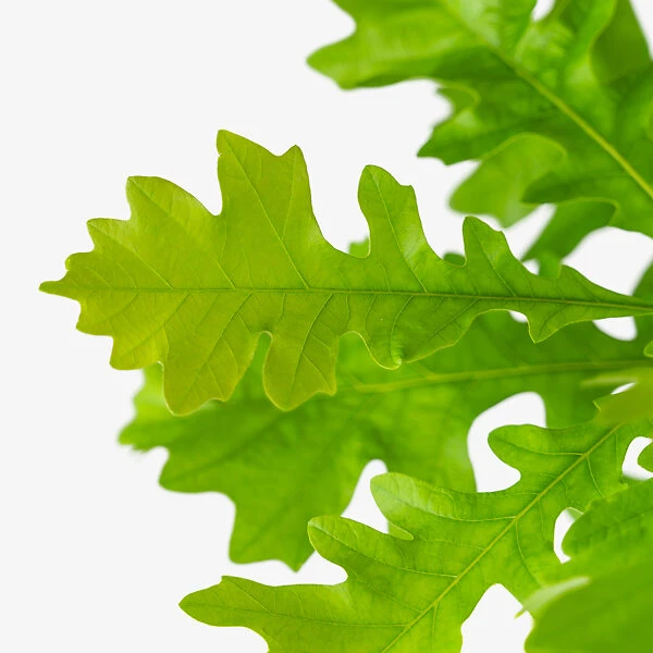 Bur Oak Tree - Image 4