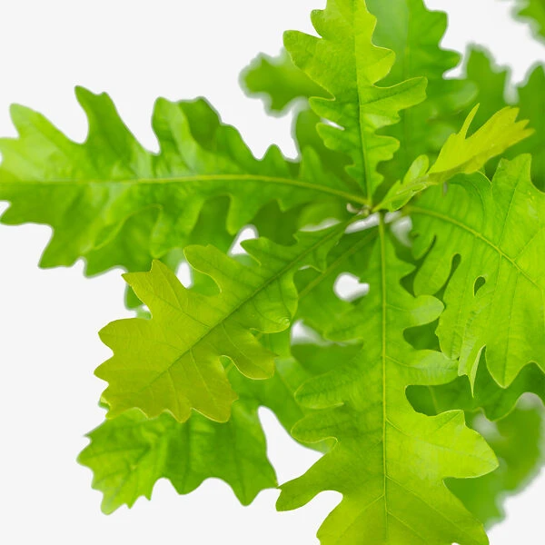 Bur Oak Tree - Image 5