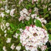 Burkwood Viburnum