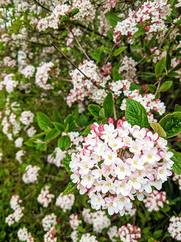 Burkwood Viburnum
