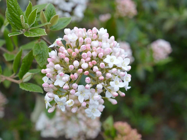 Burkwood Viburnum - Image 3
