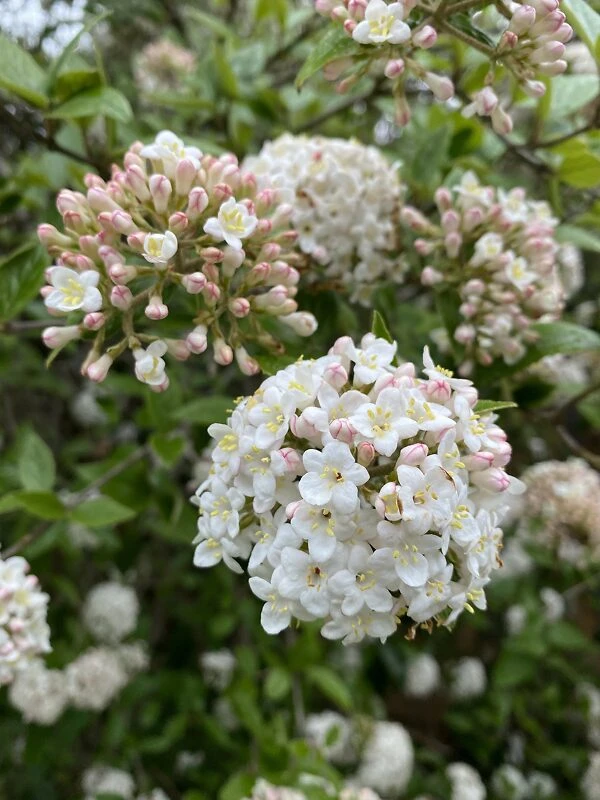 Burkwood Viburnum - Image 2
