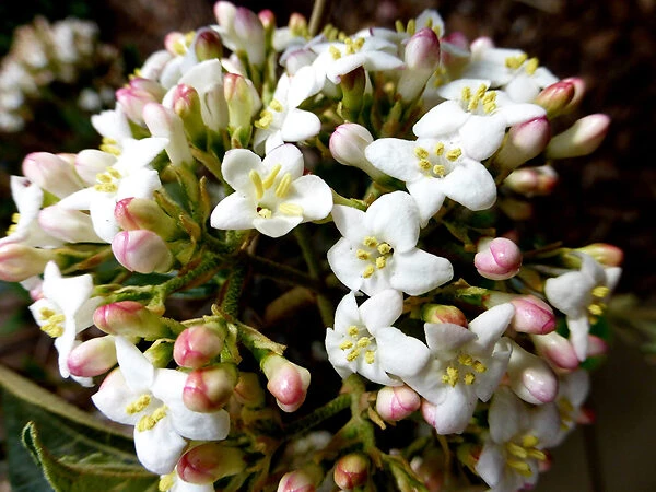 Burkwood Viburnum - Image 5