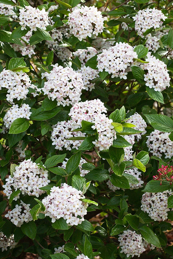 Burkwood Viburnum - Image 4