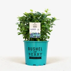 Bushel And Berry® Pink Icing Blueberry