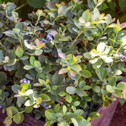 Bushel And Berry® Silver Dollar Blueberry