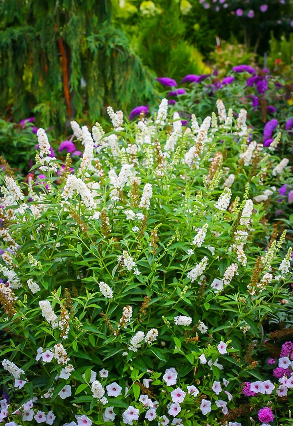 Miss Pearl Butterfly Bush - Image 3