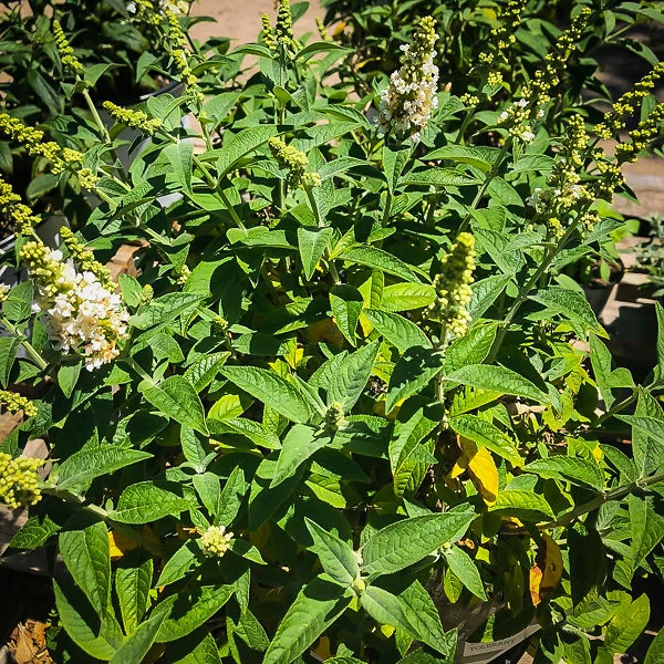 Miss Pearl Butterfly Bush - Image 2