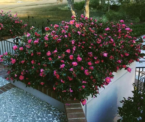 Shi-Shi Gashira Camellia