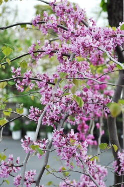 Cascading Hearts Redbud Tree
