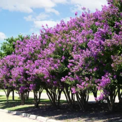 Catawba Crape Myrtle