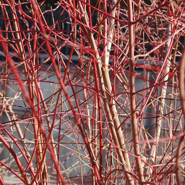 Cayenne Silky Dogwood - Image 2