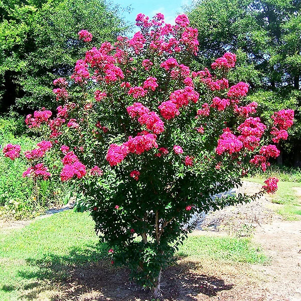 Centennial Spirit Crape Myrtle - Image 4