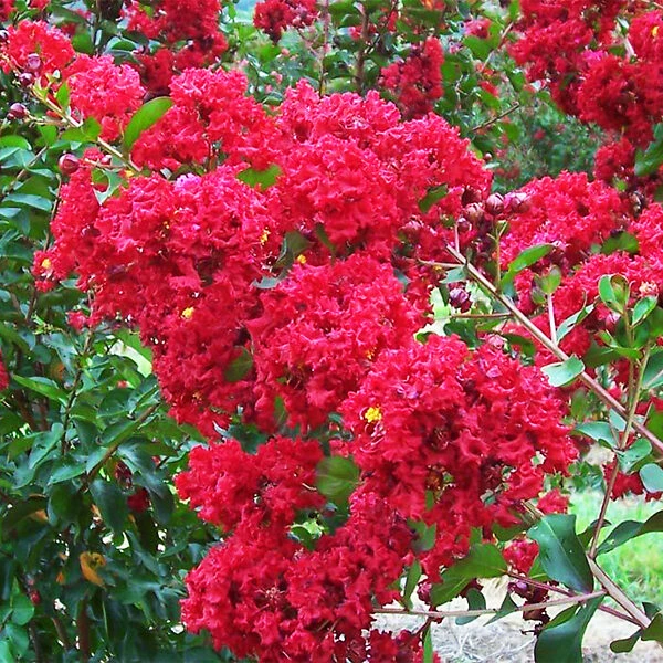 Centennial Spirit Crape Myrtle - Image 2