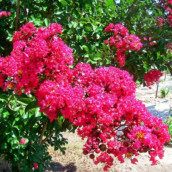 Centennial Spirit Crape Myrtle