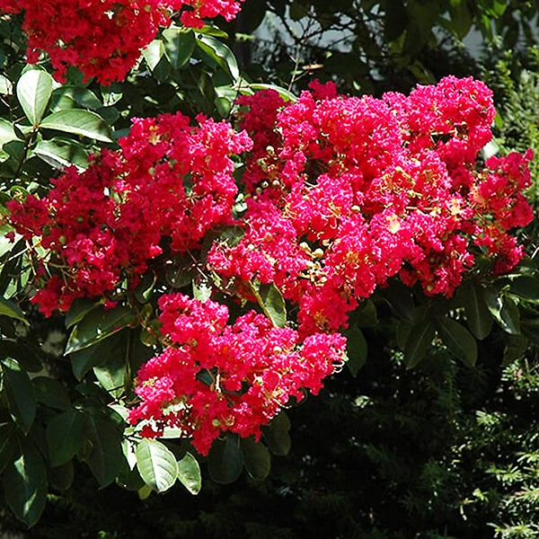 Centennial Spirit Crape Myrtle - Image 3