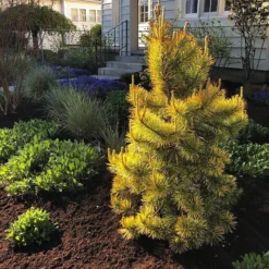 Chief Joseph Lodgepole Pine