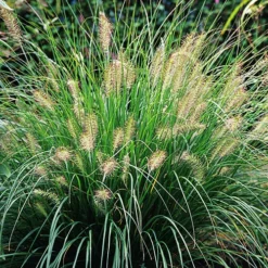 Chinese Fountain Grass