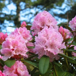 Christmas Cheer Rhododendron