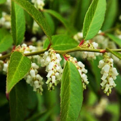 Coastal Leucothoe