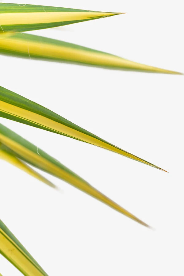 Color Guard Yucca - Image 3