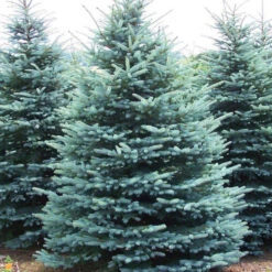 Colorado Blue Spruce