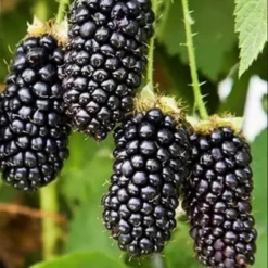 Columbia Giant Blackberry