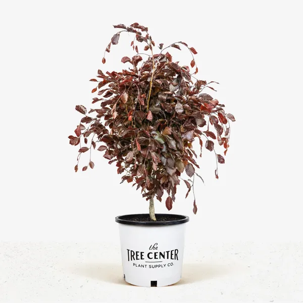 Columnar Purple Beech - Image 2