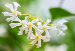 Southern Jasmine