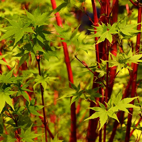 Coral Bark Japanese Maple