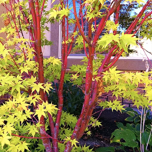 Coral Bark Japanese Maple - Image 3